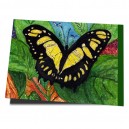 R46-005 / Morpho Helenor